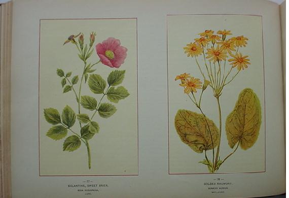 botanica-2.jpg (33909 octets)